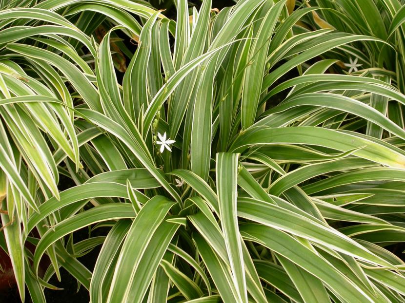 Cintas (Chlorophytum): cuidados, riego y puntas marrones