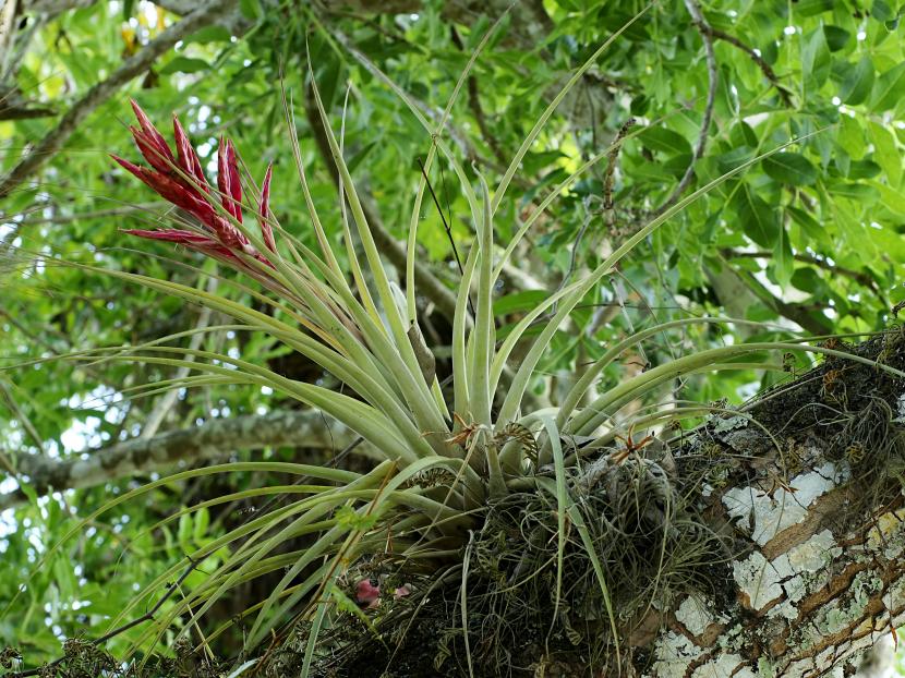 Tillandsia fasciculata con su espiga floral