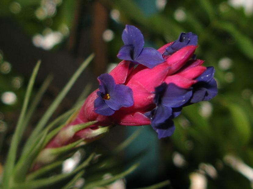 Ejemplar de Tillandsia con roseta de hojas estrechas