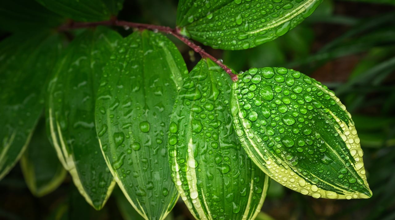 Cómo aumentar la humedad para las plantas de interior