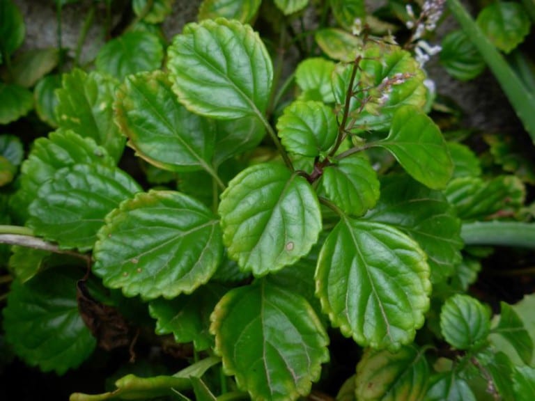Planta del dinero, Plectranthus verticillatus, con sus tallos colgantes