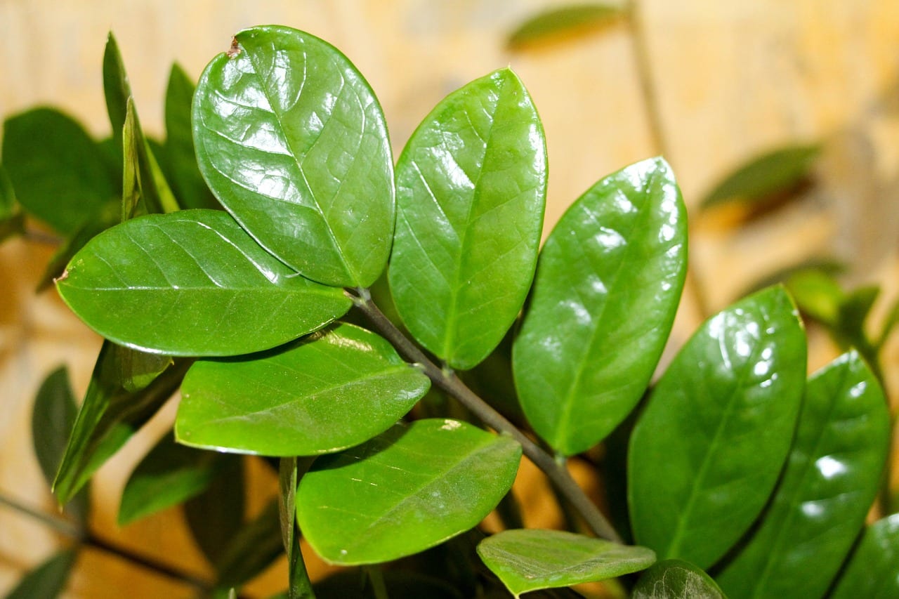Cómo cuidar plantas de interior: luz, riego y plagas