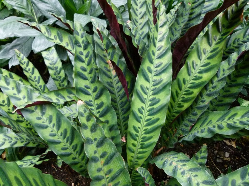 Calathea lancifolia en maceta de interior