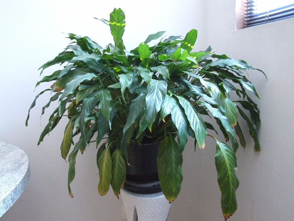 Spathiphyllum wallisii en flor dentro de casa