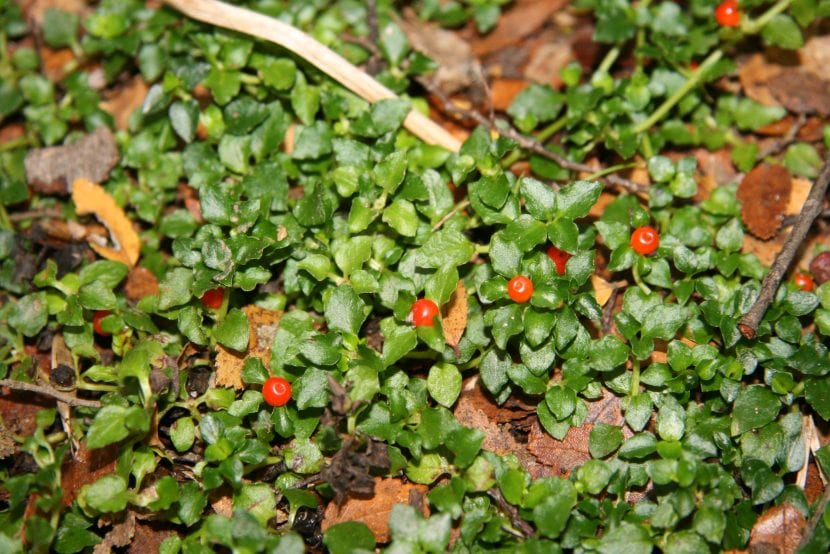 Planta nertera con sus bayas naranjas sobre el cojín de hojas
