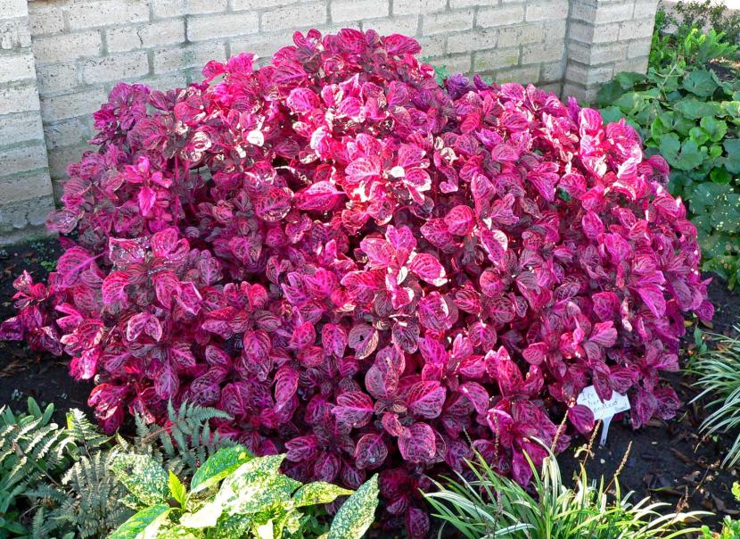 Hojas rojas de Iresine herbstii con nervadura rosada