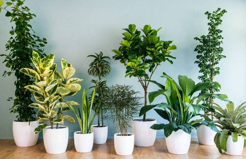 Plantas de interior expuestas para la venta en un vivero