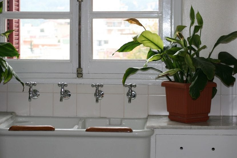 Spatiphyllum colocado en un baño