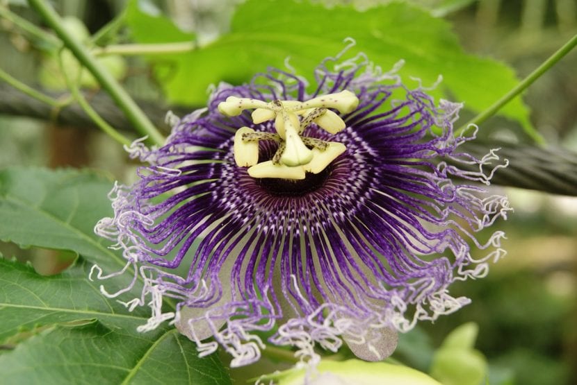 Passiflora incarnata en plena floración sobre un enrejado