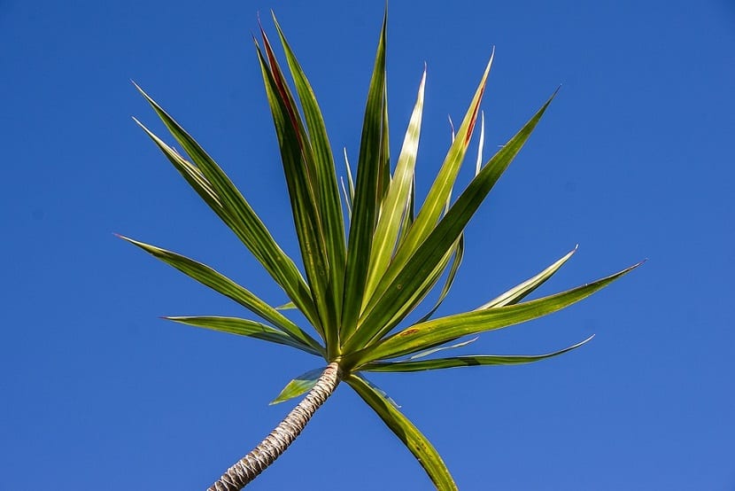 Hojas arqueadas de Dracaena fragrans con la banda central más clara