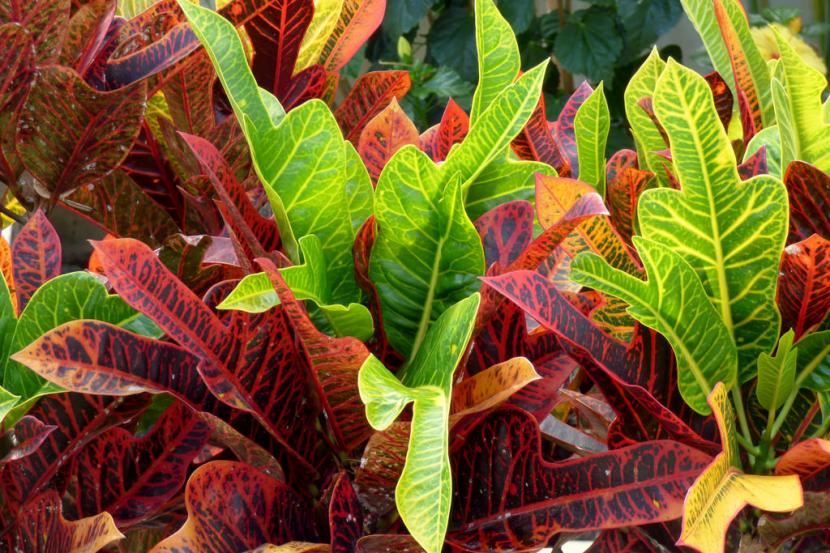 Hojas de Codiaeum variegatum con colores rojos, amarillos y verdes