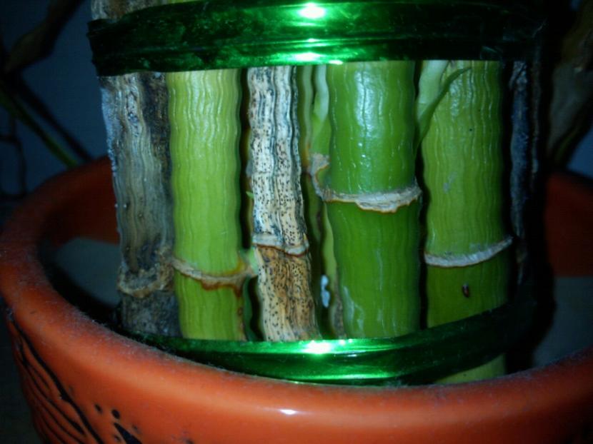 Tallos de Dracaena sanderiana o bambú de la suerte en un recipiente con agua