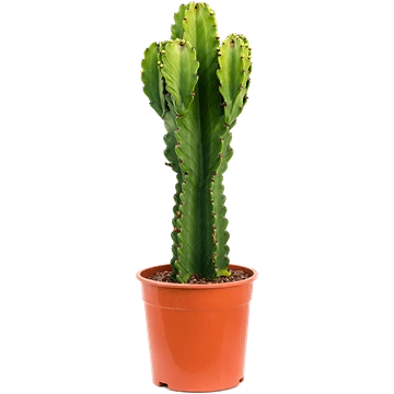 Euphorbia ingens, tallo suculento verde oscuro con costillas y estrangulamientos