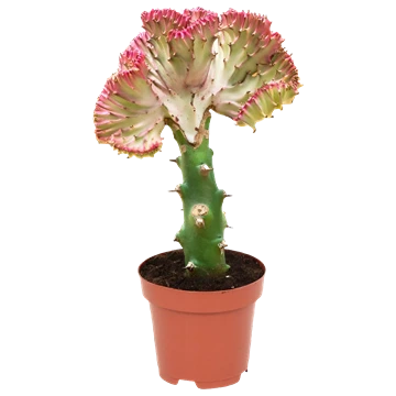 Euphorbia lactea cristata injertada sobre un patrón verde recto