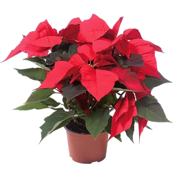 Flor de pascua con brácteas rojas y ciatios amarillos en el centro