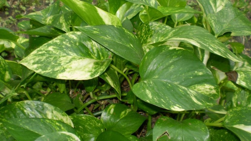 Filodendro de hoja de corazón trepando