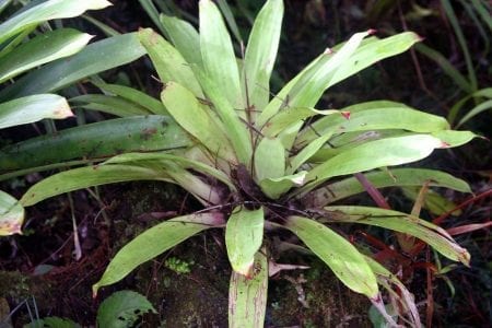 Guzmania lingulata en su hábitat natural