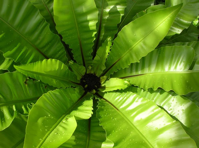 Roseta de frondes enteras y brillantes del helecho nido de ave
