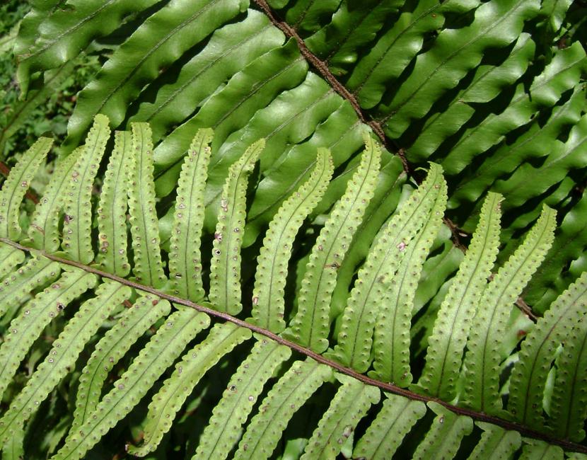 Helecho Nephrolepis con frondes divididas y arqueadas