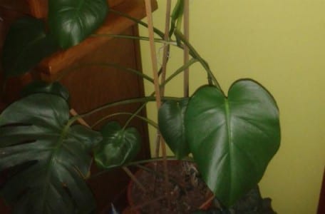 Hoja perforada de costilla de Adán, Monstera deliciosa