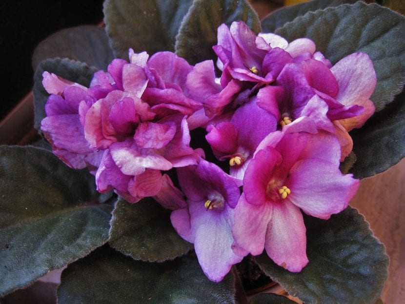 Violeta africana en flor sobre una maceta pequeña