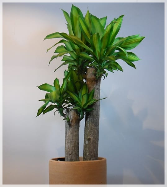 Sacar las plantas de interior al exterior en verano