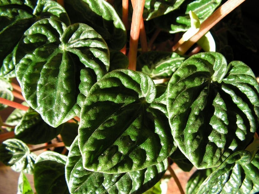 Peperomia caperata Lilian con sus hojas verdes acorazonadas y corrugadas