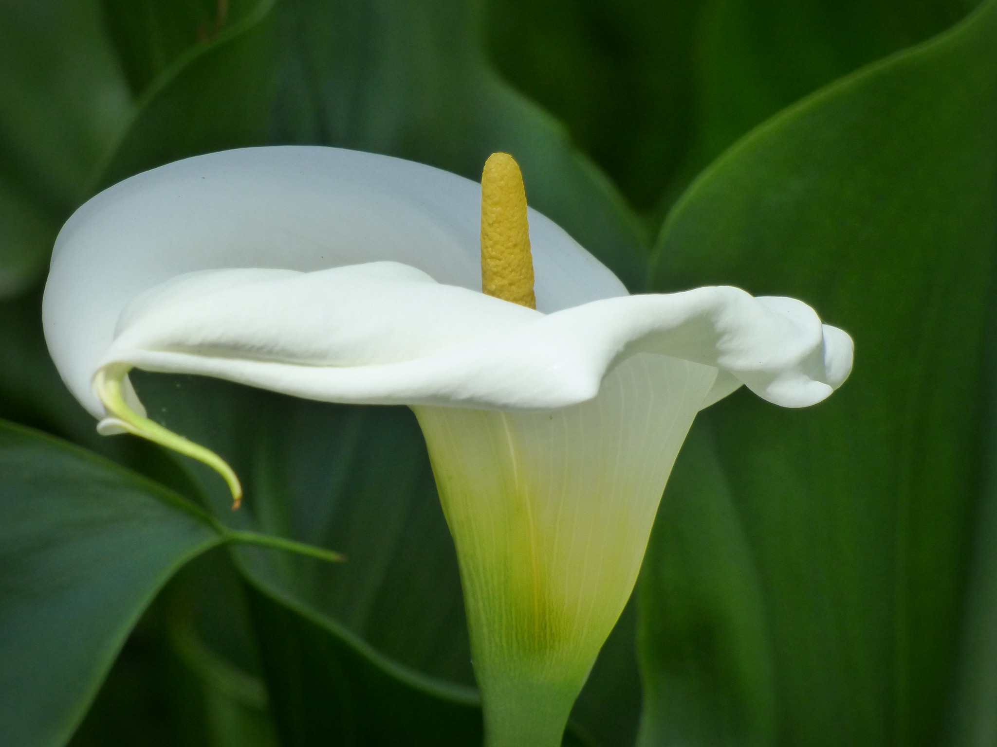 Cala blanca, Zantedeschia aethiopica, en flor