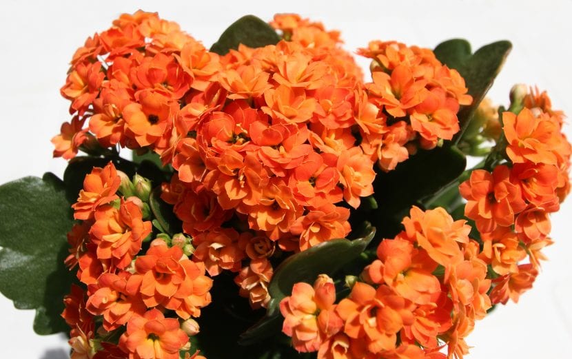 Kalanchoe blossfeldiana en flor