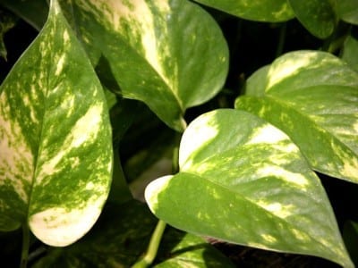Poto, Epipremnum aureum