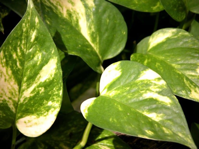 Epipremnum aureum, potos, hojas jaspeadas