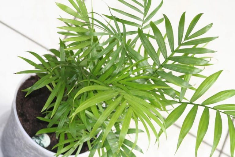 Chamaedorea elegans, palmera de salón, en maceta