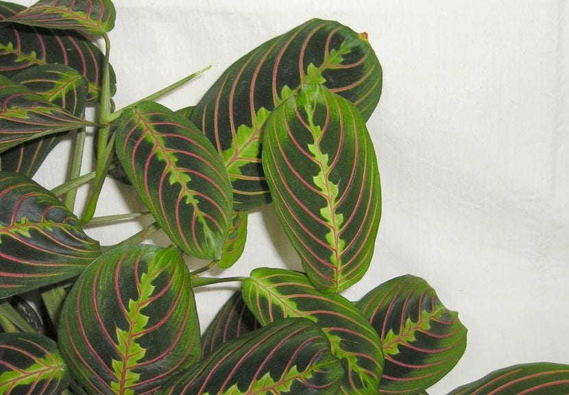 Hojas de Maranta leuconeura con su nervadura marcada