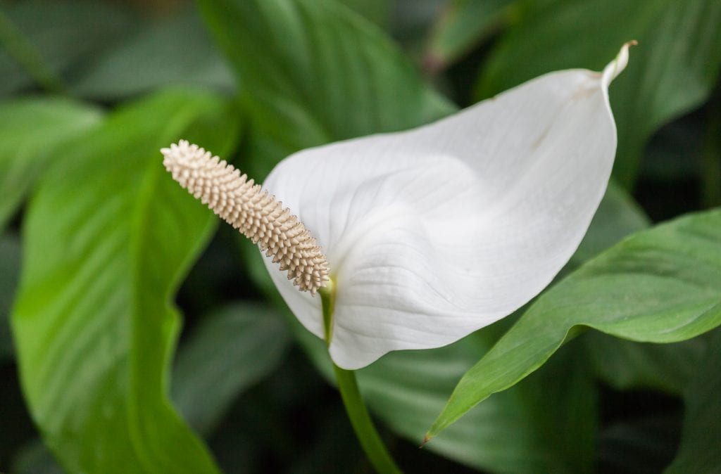 Por qué la flor de la paz no florece y cómo solucionarlo