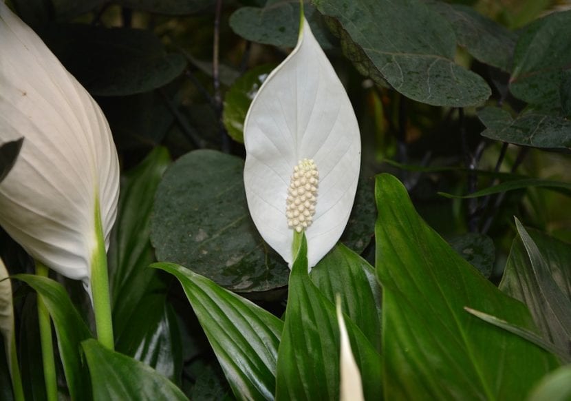 Detalle de la espata blanca y el espádice de la flor de la paz