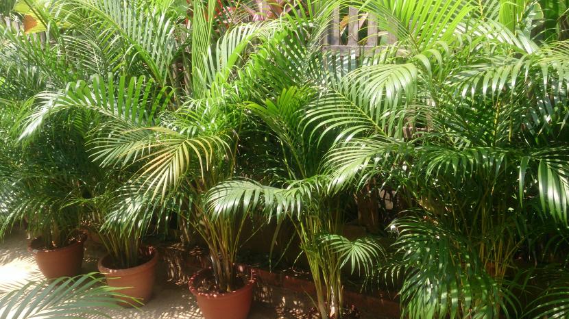 Palmera areca, Dypsis lutescens, cultivada en maceta de interior