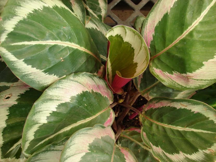 Hojas rayadas de calathea, hoy Goeppertia, en interior