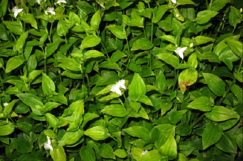 Hojas pequeñas, ovadas y de color verde brillante de Tradescantia fluminensis