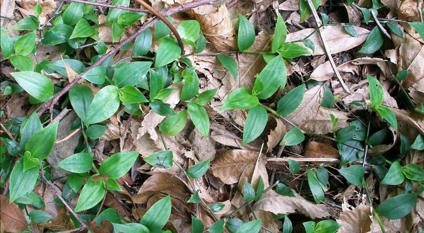 Tapiz denso de Tradescantia fluminensis creciendo como planta invasora