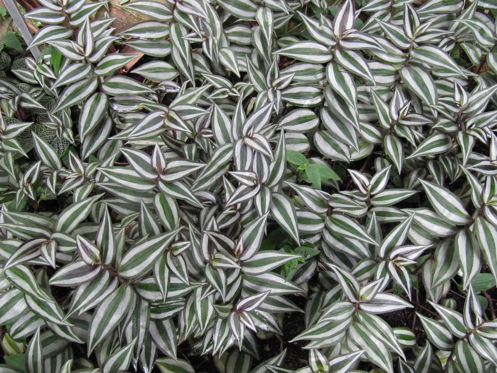 Tradescantia zebrina en cultivo de interior