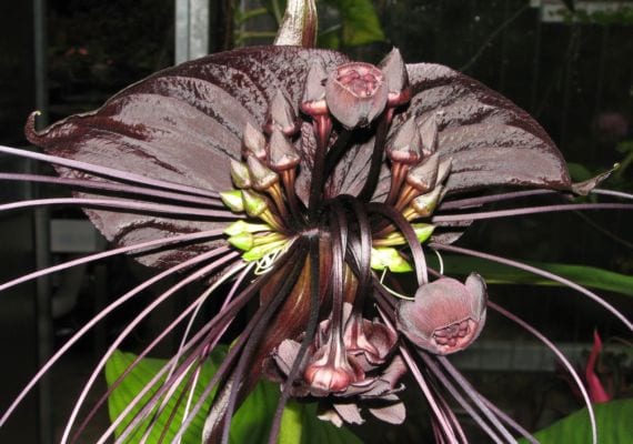 Inflorescencia de la flor murciélago, Tacca chantrieri