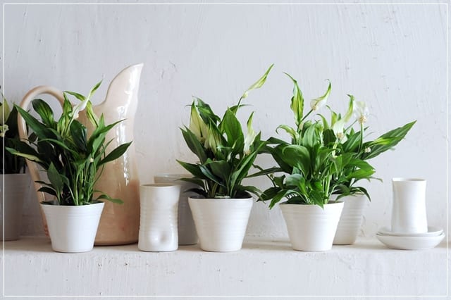 Spathiphyllum, planta de interior de luz media