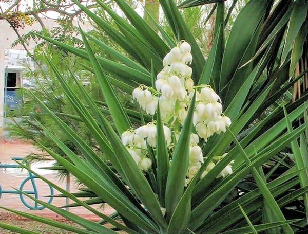 Yucca, planta para las zonas de más luz de la casa
