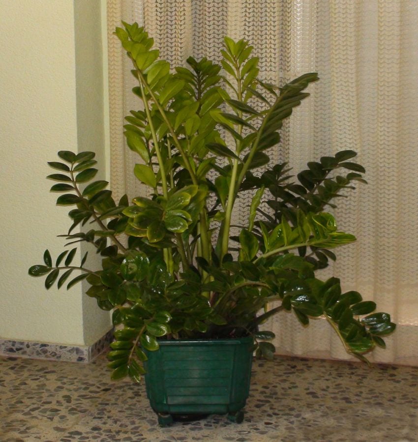Zamioculcas zamiifolia en una habitación de poca luz