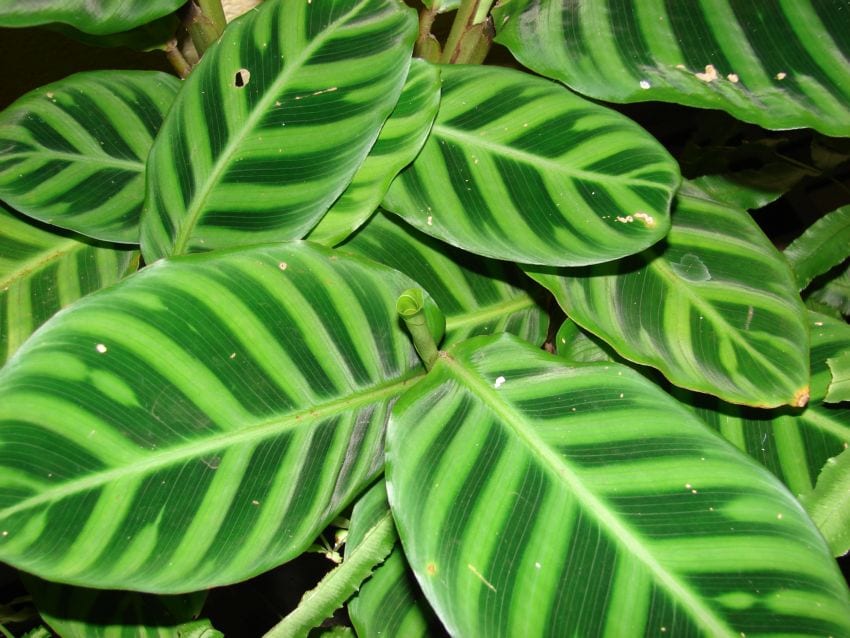 Plantas para dormitorios con poca luz: qué aguanta
