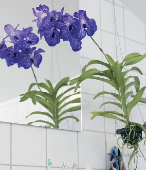 Vanda