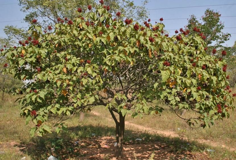 Planta de achiote, Bixa orellana