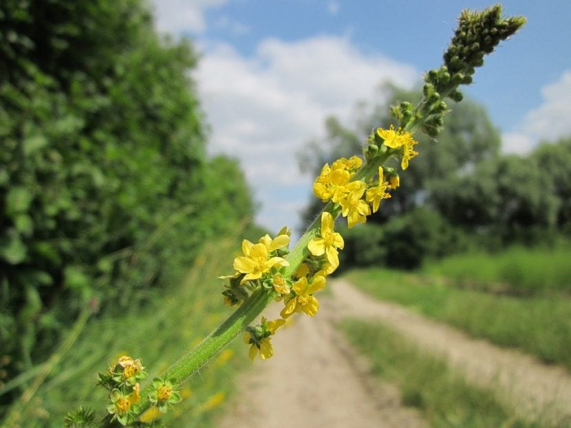 Mata de Agrimonia eupatoria en flor