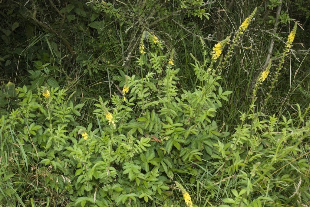 Agrimonia eupatoria: cultivo, usos y precauciones reales
