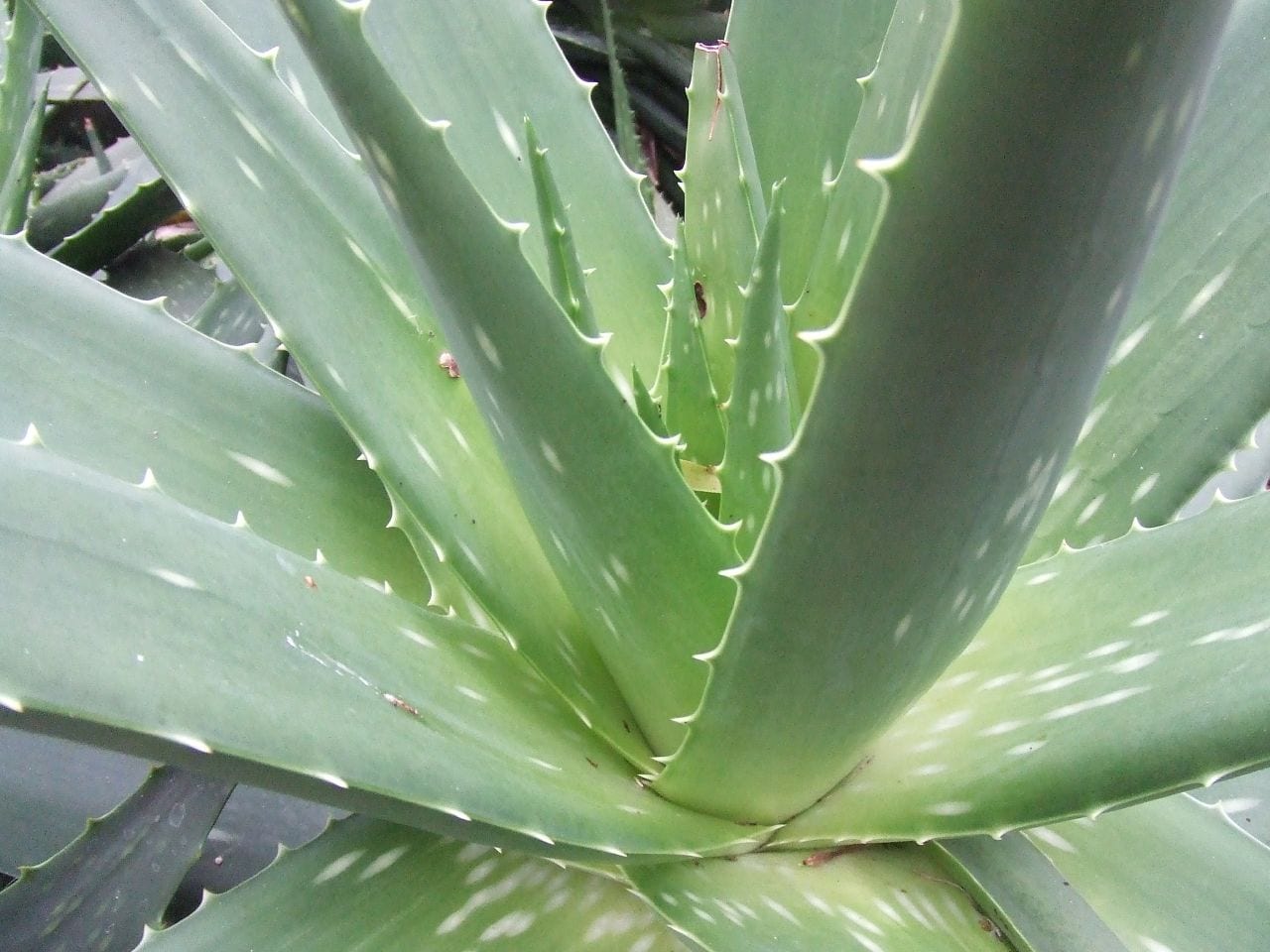Aloe vera: cultivo, gel y usos con respaldo real